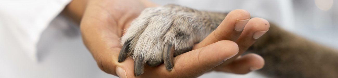 une patte dans une main